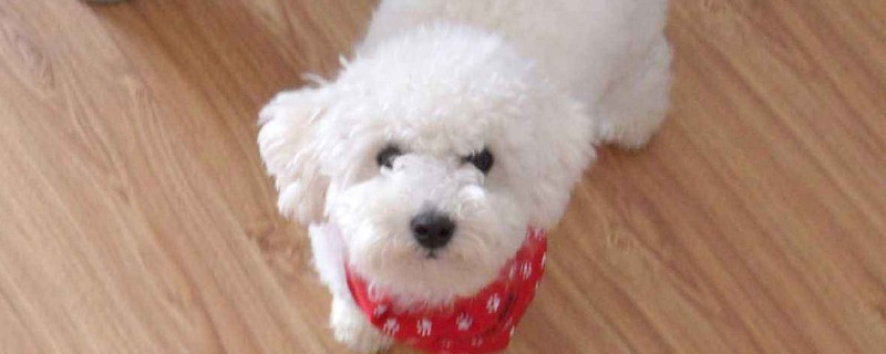 比熊犬为什么喜欢睡觉