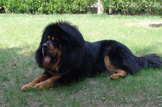 犬与狗的本质区别