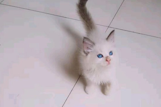 猫咪呼吸肚子起伏快速