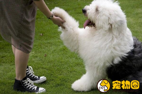 古牧犬是什么狗，英国古代牧羊犬(属于禁养犬类)
