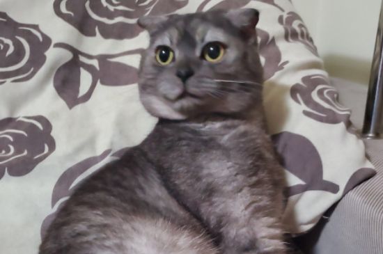 猫咪打呼噜声音特别大