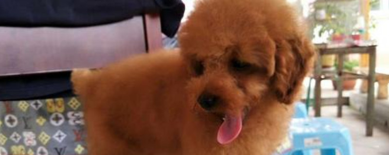 泰迪不听话能不能打它