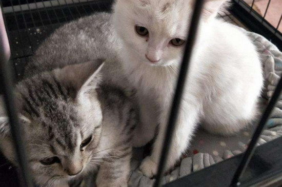 银点猫和渐层猫的区别