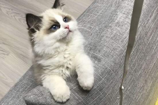 猫抑郁的表现