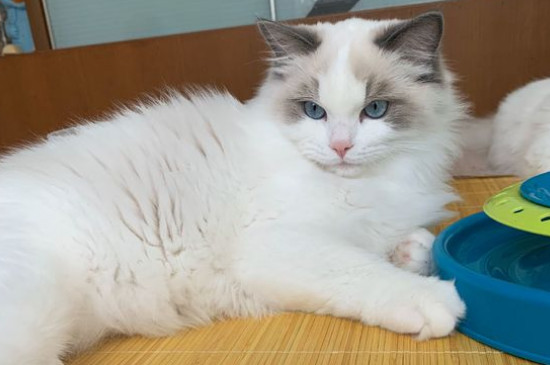 猫多久发情