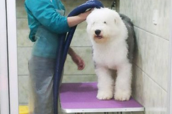 英国古代牧羊犬掉毛吗