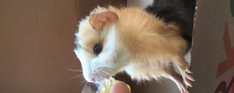 荷兰猪怎样培养感情