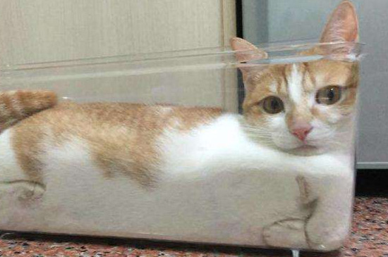 猫咪顺拐正常吗
