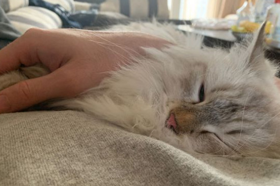 西伯利亚森林猫价钱图片，纯种西伯利亚猫多少钱一只