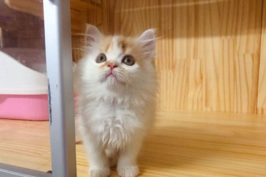 猫咪耳螨怎么治