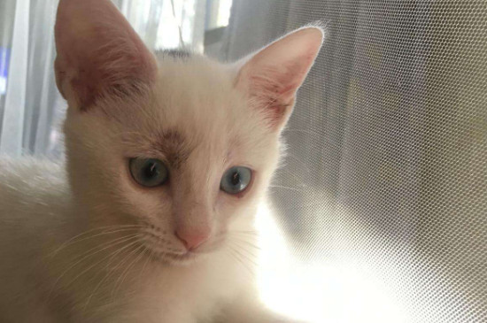 猫的眼睛看到世界是怎么样
