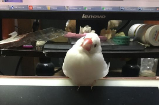 文鸟怎么过冬