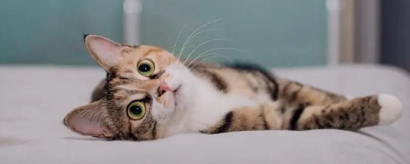 小猫吐了是怎么回事