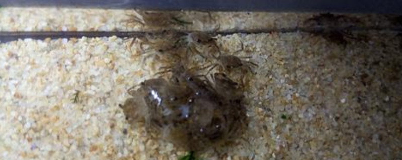溪蟹可以深水养吗