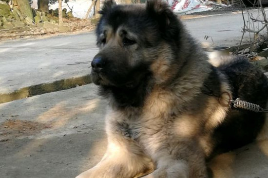 详细的高加索犬介绍，性格身高体重智力全面讲解