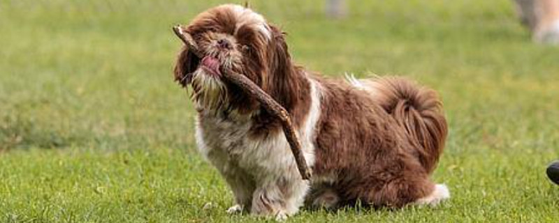 拉萨犬特征