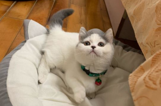 矮脚猫的缺点