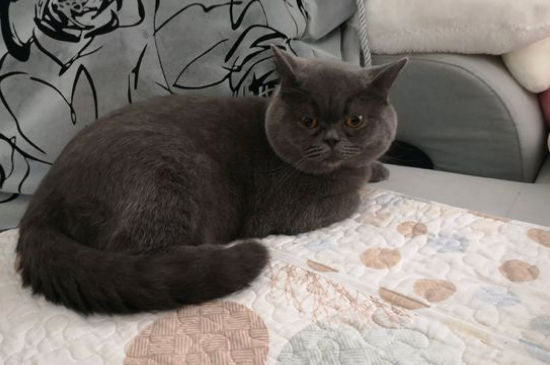 英国蓝猫价格大概多少，纯种英短蓝猫多少钱