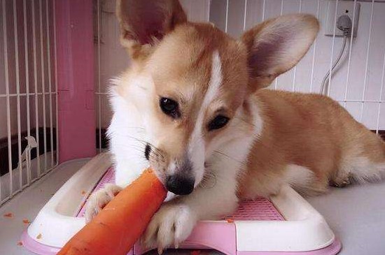 柯基犬好养吗，比较好养但有3个注意事项