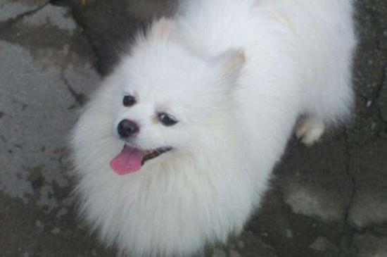 养博美的禁忌，在家饲养博美犬的5个注意事项