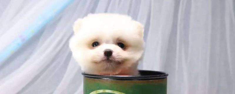 茶杯犬掉毛有多严重