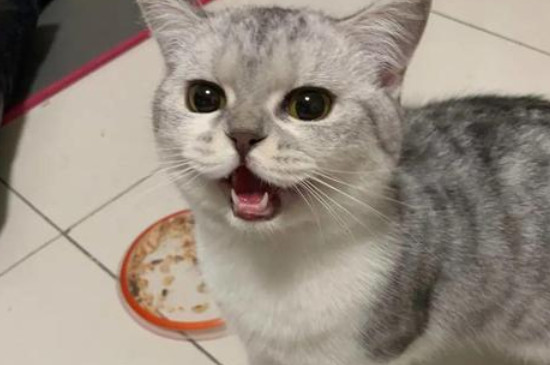 猫几个月发情期