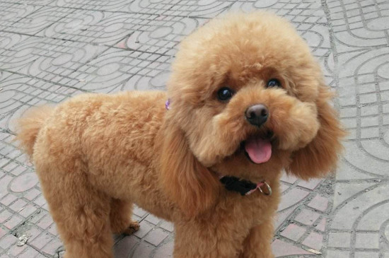 狗为什么吃粪便