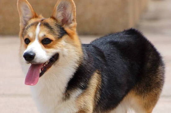柯基和柴犬哪个好养，柯基友善安全更适合家养