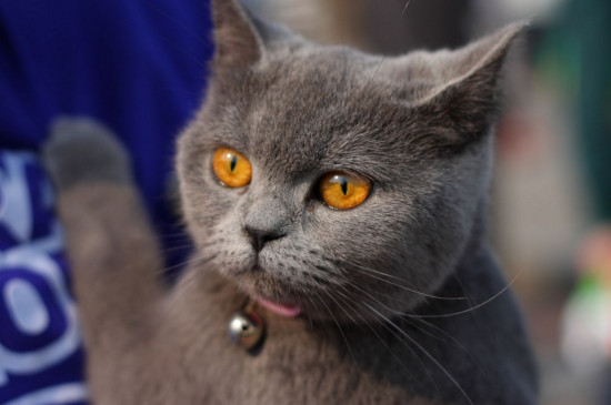 英国短毛猫好养吗，英短特别听话很好养