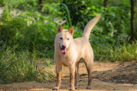 中华田园犬智商排第几