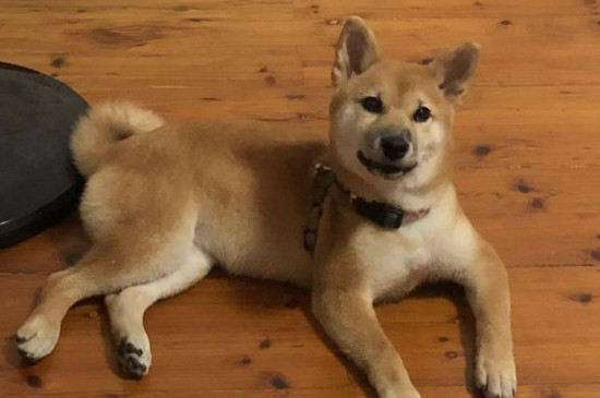 养柴犬的禁忌