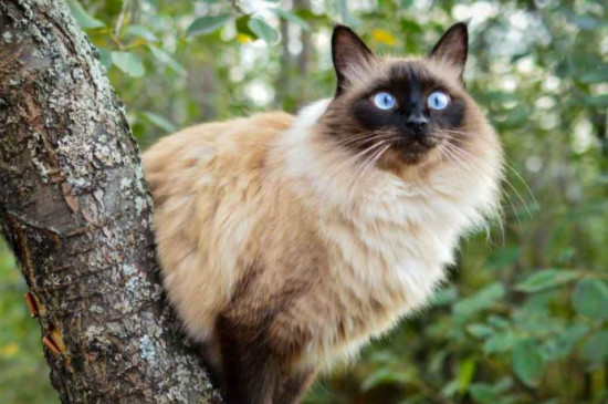 巴厘猫和暹罗猫的区别