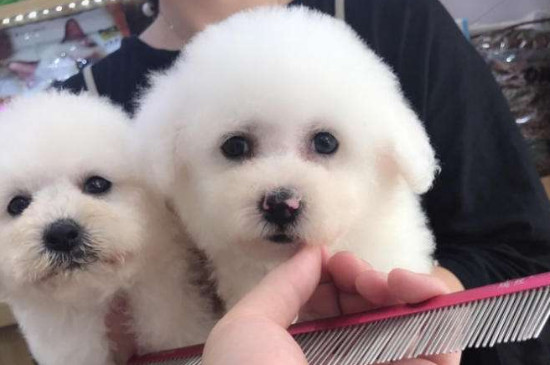 什么狗不掉毛无体臭