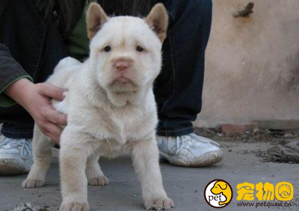 下司犬是什么狗，与牧羊犬齐名的国产犬(濒临绝种)