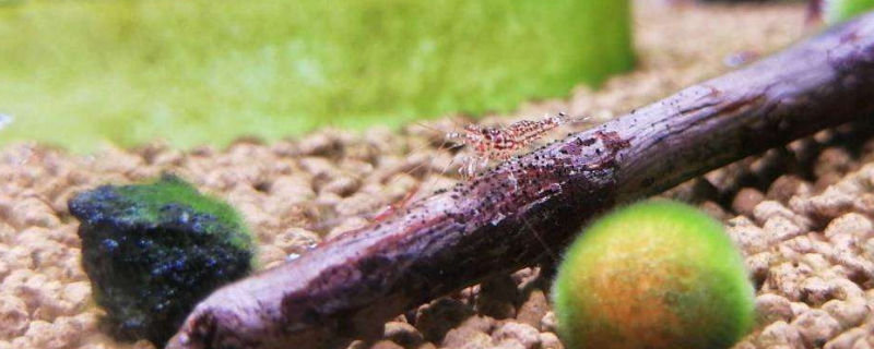 苏虾和米虾能混养吗