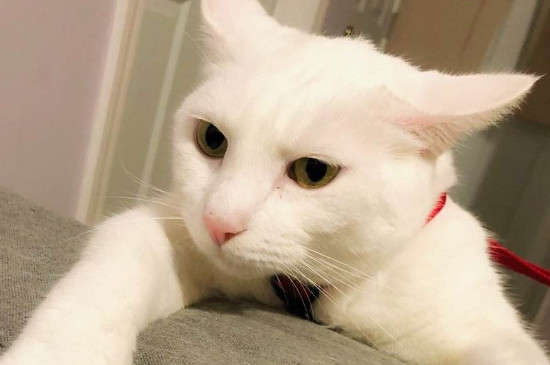 猫挑食不吃猫粮怎么办