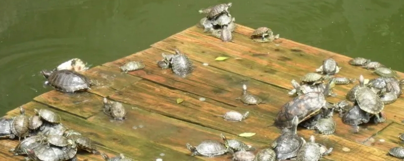 乌龟一周不吃会饿死吗