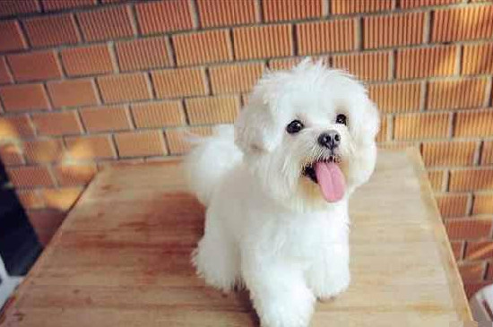 狗狗吃什么补钙