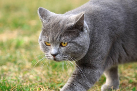 猫呼呼声是什么意思