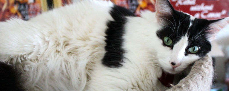 公猫和母猫怎么交配