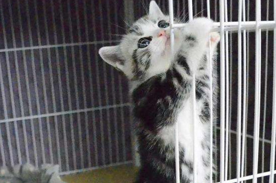 猫三联隔多久打一针