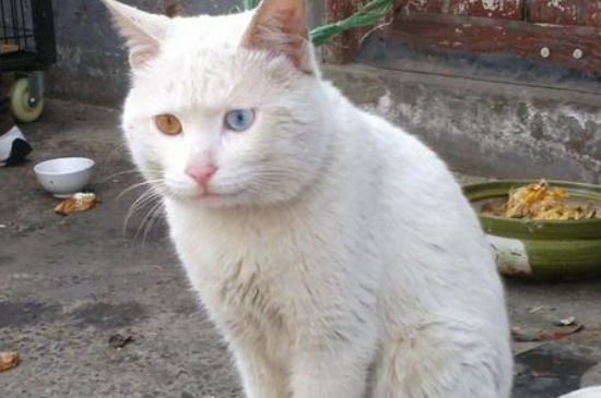 猫眼睛颜色不一样