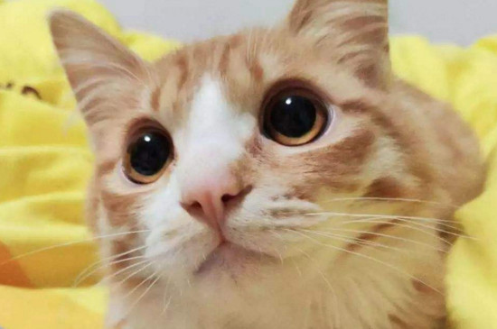 猫耳螨能自愈吗
