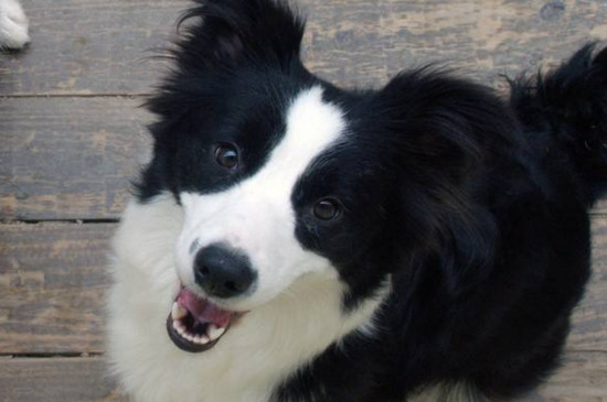 边境牧羊犬掉毛厉害吗