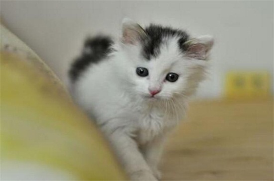 三个月的猫多大