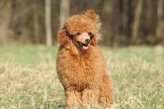 犬类智商排名