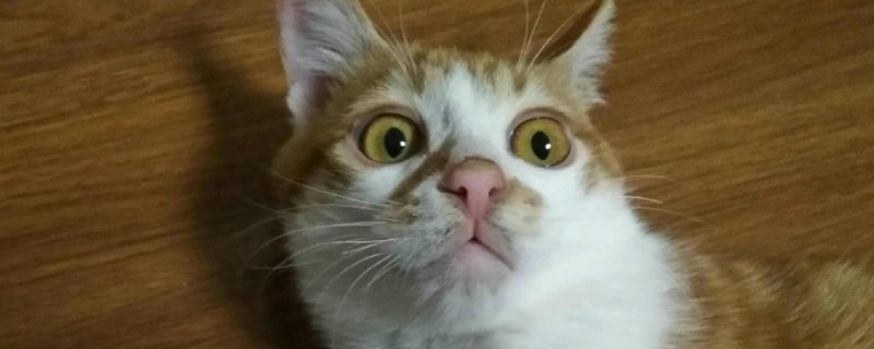 猫吃塑料袋是缺什么