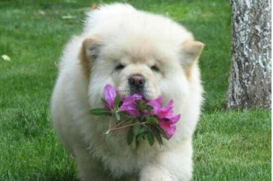 松狮犬怎么训练听主人命令