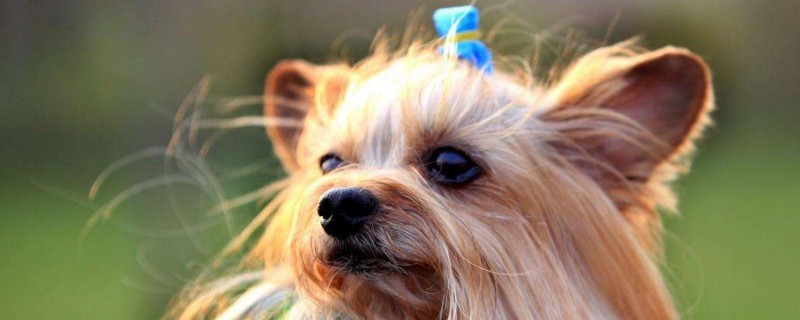 中国名犬有哪些