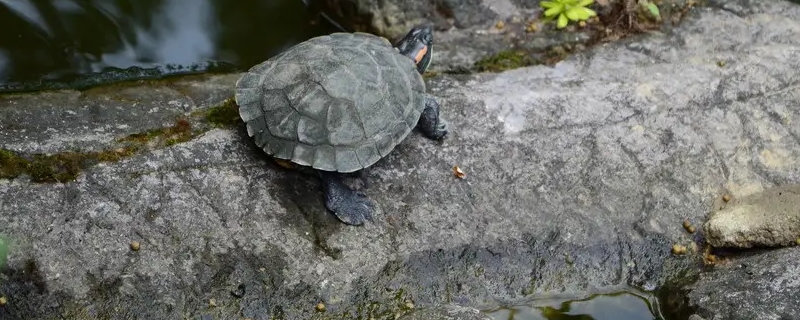 乌龟怕晒太阳不